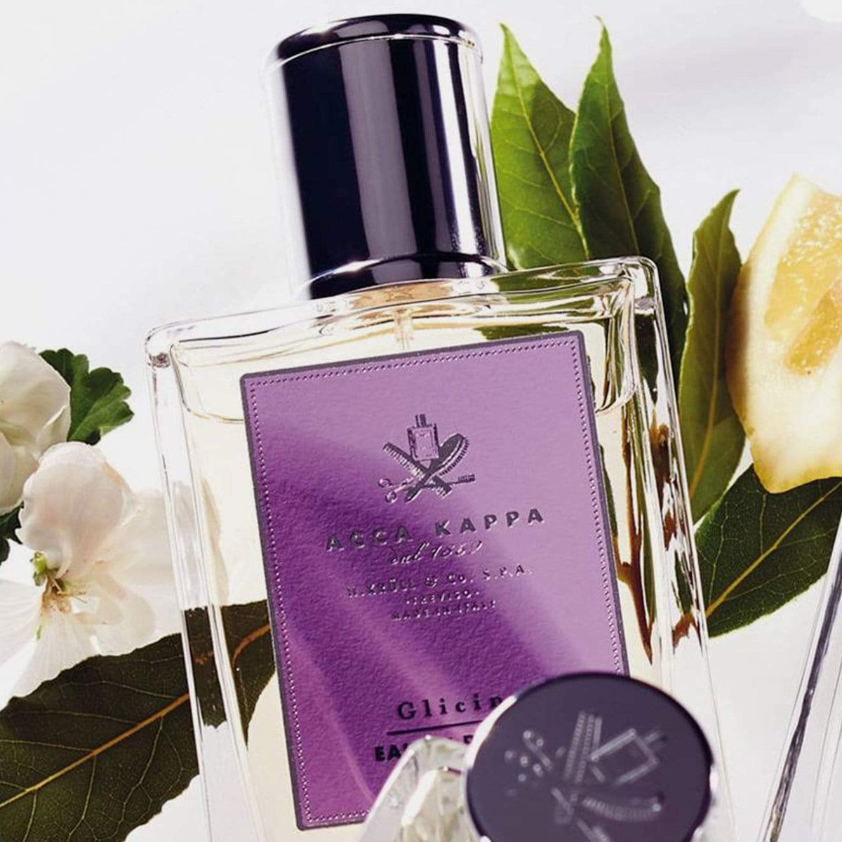 Wisteria parfum best sale