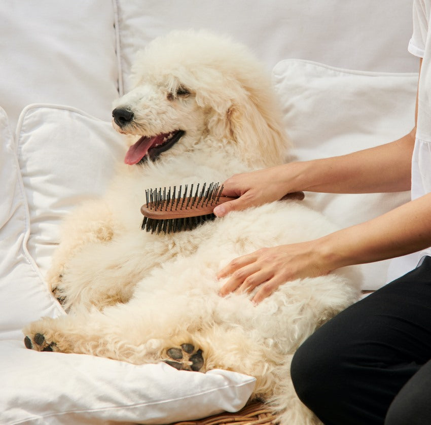 Best dog outlet brushes for goldendoodles